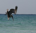 .......picchiata .......picchiata