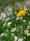 Voglia di primavera Voglia di primavera