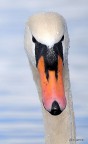 cigno