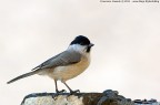 Cincia bigia - Parus palustris Cincia bigia - Parus palustris