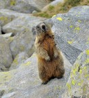 marmotta marmotta