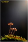 Night view (Funghi) Night view (Funghi)