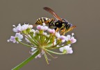 Hymenoptera Hymenoptera