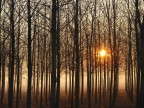 alba nel pioppeto alba nel pioppeto