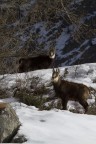 Camosci PNGP - Camosci PNGP -