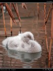 Cucciolo di Cigno Cucciolo di Cigno