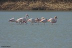 fenicotteri rosa fenicotteri rosa