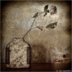 :: S.T. ... :: S.T. ...