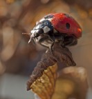 Coccinella Coccinella