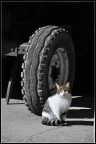 Il gatto Il gatto