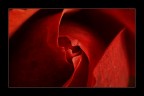 Redrose Redrose