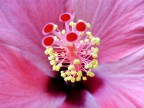 Hibiscus Hibiscus