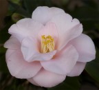 la prima camelia sbocciata sul terrazzo! la prima camelia sbocciata sul terrazzo!