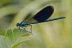 Calopteryx splendens (m) Calopteryx splendens (m)