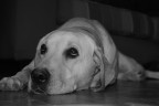 ...uffa...come sei alto... ...uffa...come sei alto...