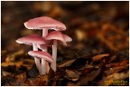 Mycena rosea Mycena rosea