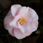 sempre la prima camelia sempre la prima camelia