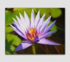 Un fiore al parco Sigurtà Un fiore al parco Sigurtà