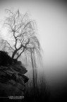 just a tree