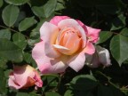 Rosa a Persolino (Faenza) Rosa a Persolino (Faenza)