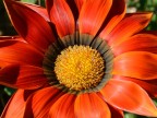 Un fiore che sembra un girasole Un fiore che sembra un girasole