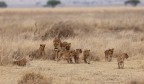 Mentre le altre madri vanno a caccia, una a turno rimane con i cuccioli e li sorveglia, come fosse un asilo, questo  un esempio di cooperazione per poter sopravvivere in un mondo che pu essere crudele anche per il re della savana.
Suggerimenti e critiche ben accetti.