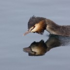 ritrattino ritrattino