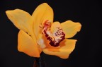 Orchidea Orchidea