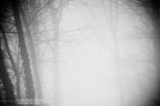 through the fog through the fog