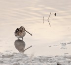 Beccaccino #2: Tramonto Beccaccino #2: Tramonto