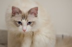 Mirimao: il mio micione ragdoll