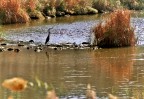 ...nel fiume ...nel fiume