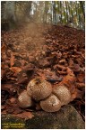 Lycoperdon perlatum e spore Lycoperdon perlatum e spore