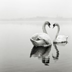 il lago dei cigni il lago dei cigni