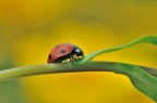Coccinella Coccinella