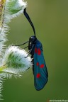Zygaena Lonicerae Zygaena Lonicerae