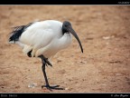 Ibis Sacro Ibis Sacro