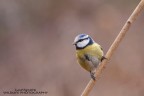 cinciarella cinciarella