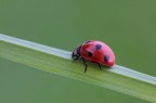 ...Coccinella...!!! ...Coccinella...!!!