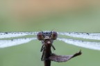 Frontale di Lestes Viridis Frontale di Lestes Viridis