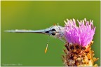 Uno scatto di questa Licenide messa in modo strano 

Spero sia di gradimento 


C&C sempre graditi

Nikon D300 150 sigma 1/30 f/16 200iso Tripod

http://img101.imageshack.us/img101/9849/ste8341hd.jpg