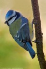 Cinciarella - Parus caeruleus Cinciarella - Parus caeruleus