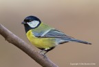 Cinciallegra (Parus major) Cinciallegra (Parus major)