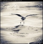 camminare sull'acqua camminare sull'acqua