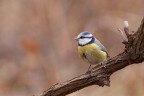 cinciarella cinciarella