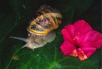 Fiore e Lumaca Fiore e Lumaca