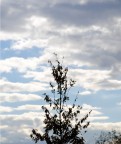 cielo cielo