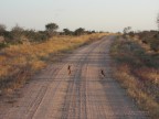 Safari in Kenya