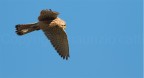 Gheppio in volo 2 Gheppio in volo 2