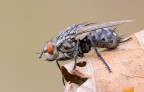 the old fly the old fly